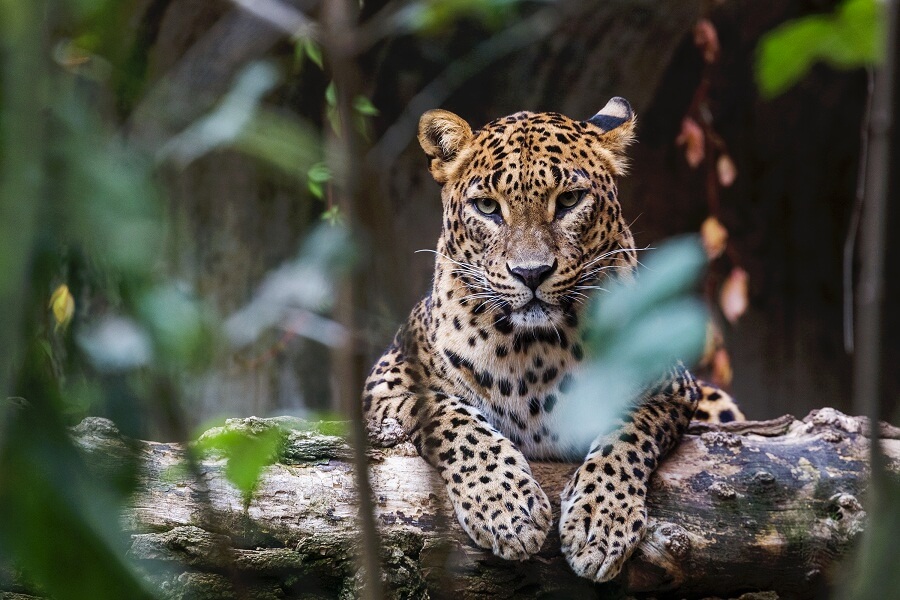 India's Leopard Population Reaches 13,874 with 1.08% Annual Growth: Report 15 India's Leopard Population
