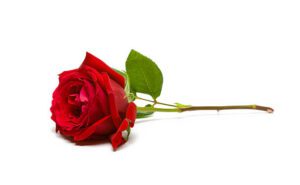 Complete Guide to Valentine's Week 2024: Rose Day, Kiss Day, Teddy Day, Propose Day, and More - Everything You Need to Know About the 7 Days of Love! 15 Rose day 2024
