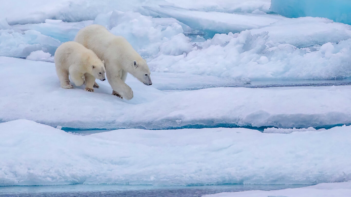 International Polar Bear Day Date History Significance And All