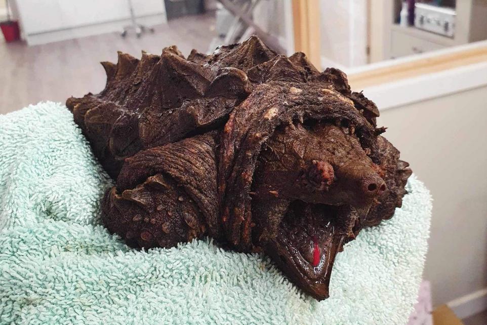 Fluffy દુર્લભ કાચબાની અવિશ્વસનીય સફર! 15 turtle