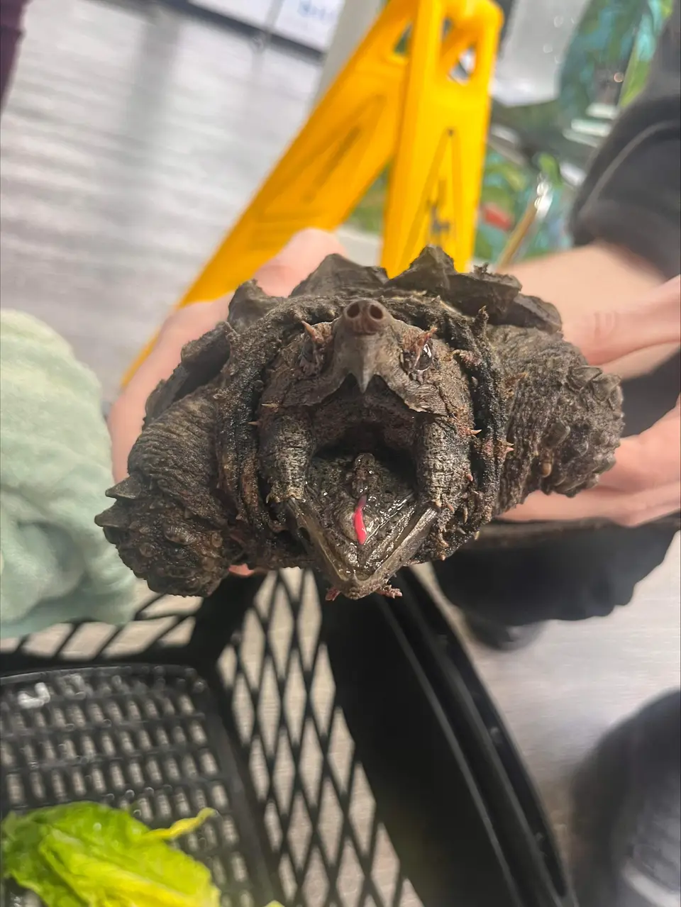 Fluffy દુર્લભ કાચબાની અવિશ્વસનીય સફર! 16 turtle