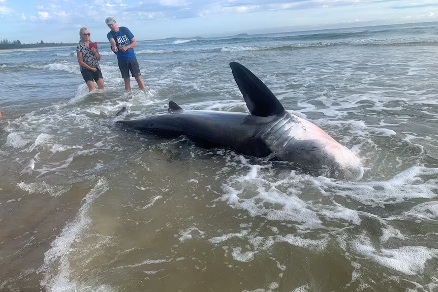 White Shark 3.5-Meter Found Dead After Washing Up on Kingscliff Beach 15 Great White Shark Found Dead After Washing Up on Kingscliff Beach