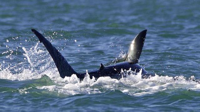 Killer Whale's Remarkable Solo Attack on Great White Shark 15 Killer Whale's Solo Attack On Great White Shark Stuns Researchers