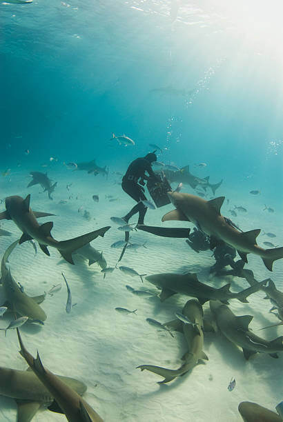 Rising Illegal Shark Trade in India Under Spotlight: Study Reveals 15 Shark Trade in India