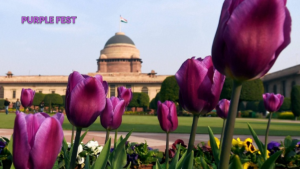 President Murmu Set to Launch 'Purple Fest' for Disabled at Rashtrapati Bhawan 28 Purple Fest