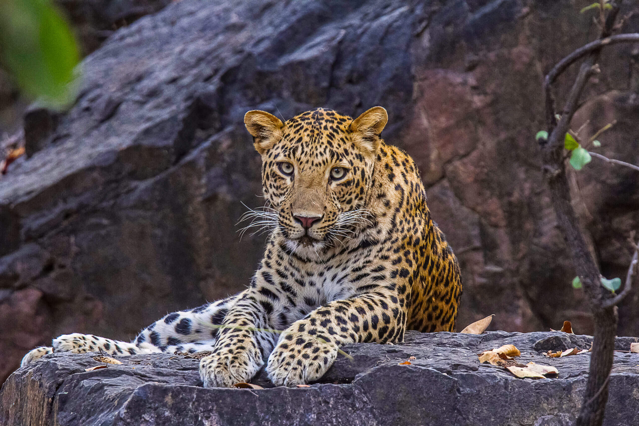 India's Leopard Population Reaches 13,874 with 1.08% Annual Growth: Report 14 India's Leopard Population