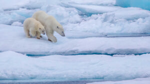 International Polar Bear Day 2024: Date, History, Significance, and All You Need to Know 28 International Polar Bear Day: