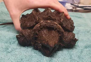 Fluffy દુર્લભ કાચબાની અવિશ્વસનીય સફર! 29 fluffy-the-unbelievable-journey-of-a-rare-turtle