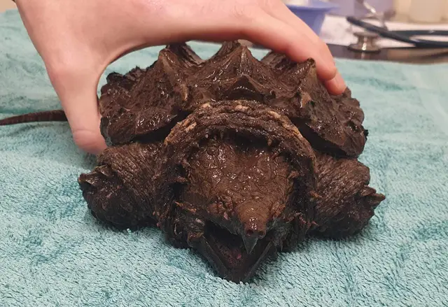 Fluffy દુર્લભ કાચબાની અવિશ્વસનીય સફર! 14 fluffy-the-unbelievable-journey-of-a-rare-turtle