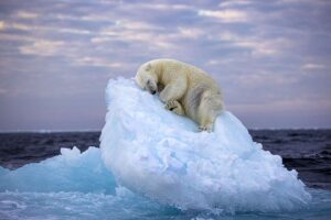 Captivating Image of Sleeping Polar Bear Wins Wildlife Photographer of the Year People's Choice Award. 32 Wildlife Photographer of the Year