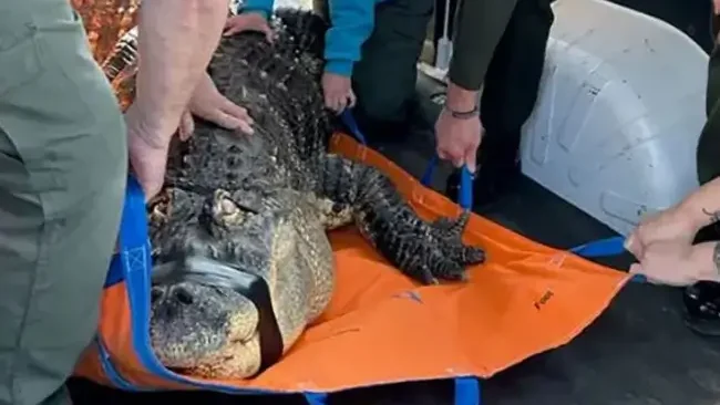'Beast' 340kg alligator kept in home and swam with kids 15 0fd435a6401a09e19603d02f9016250e edited