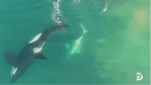 Killer Whale's Remarkable Solo Attack on Great White Shark 26 Killer Whale's Solo Attack On Great White Shark Stuns Researchers