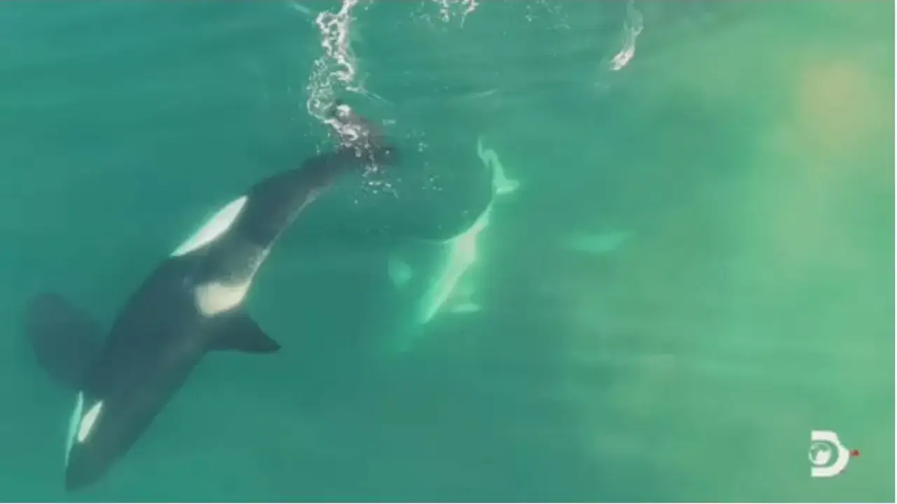 Killer Whale's Remarkable Solo Attack on Great White Shark 14 Killer Whale's Solo Attack On Great White Shark Stuns Researchers