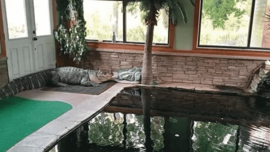 'Beast' 340kg alligator kept in home and swam with kids 3 'Beast' 340kg alligator kept in home and swam with kids