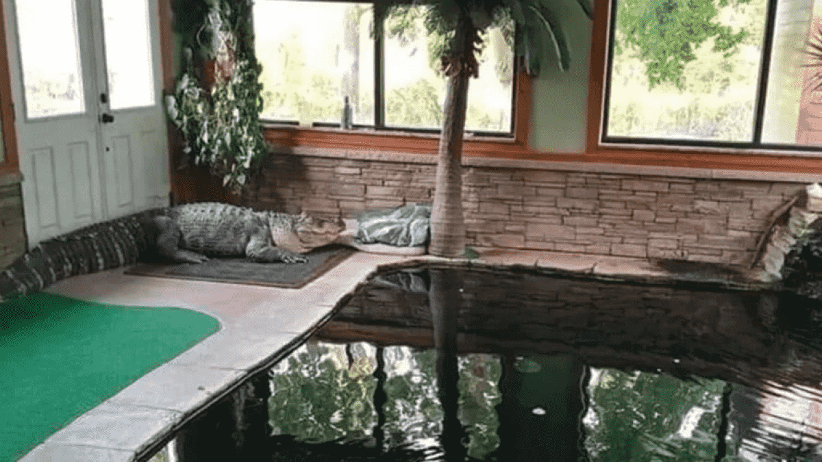 'Beast' 340kg alligator kept in home and swam with kids 14 'Beast' 340kg alligator kept in home and swam with kids