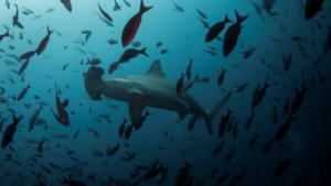 Rising Illegal Shark Trade in India Under Spotlight: Study Reveals 28 Shark Trade in India