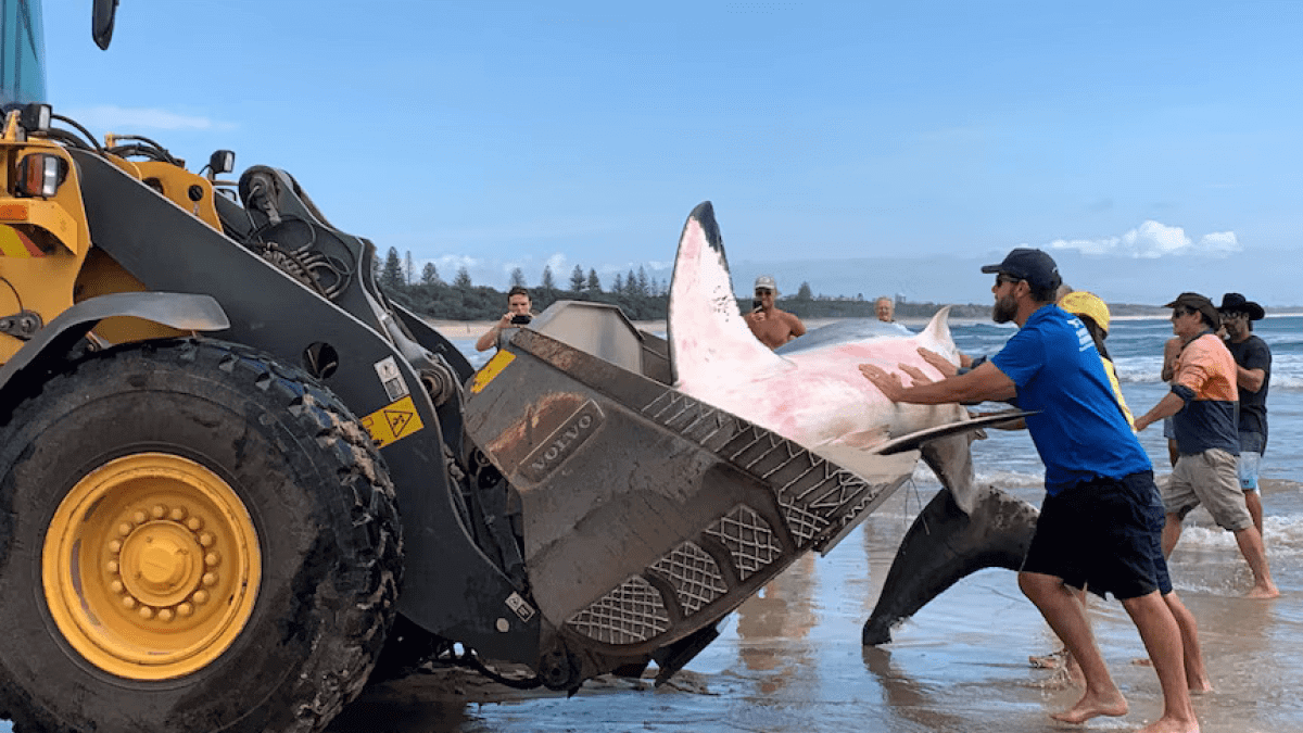 White Shark 3.5-Meter Found Dead After Washing Up on Kingscliff Beach 14 Great White Shark Found Dead After Washing Up on Kingscliff Beach