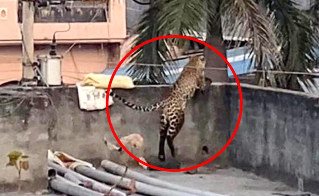 At the point when Natural life Experiences Metropolitan Life : The Delhi Panther Episode Divulged 2024 15 Experiences Metropolitan Life