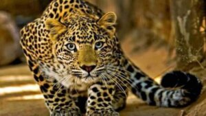 At the point when Natural life Experiences Metropolitan Life : The Delhi Panther Episode Divulged 2024 29 Metropolitan