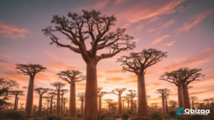Unlocking Ancient Tree Mysteries: Scientists Solve the Puzzle of the "Tree of Life" on 2024 26 Ancient Tree Mysteries
