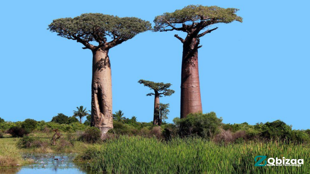 Unlocking Ancient Tree Mysteries: Scientists Solve the Puzzle of the "Tree of Life" on 2024 16 Frame 229 1