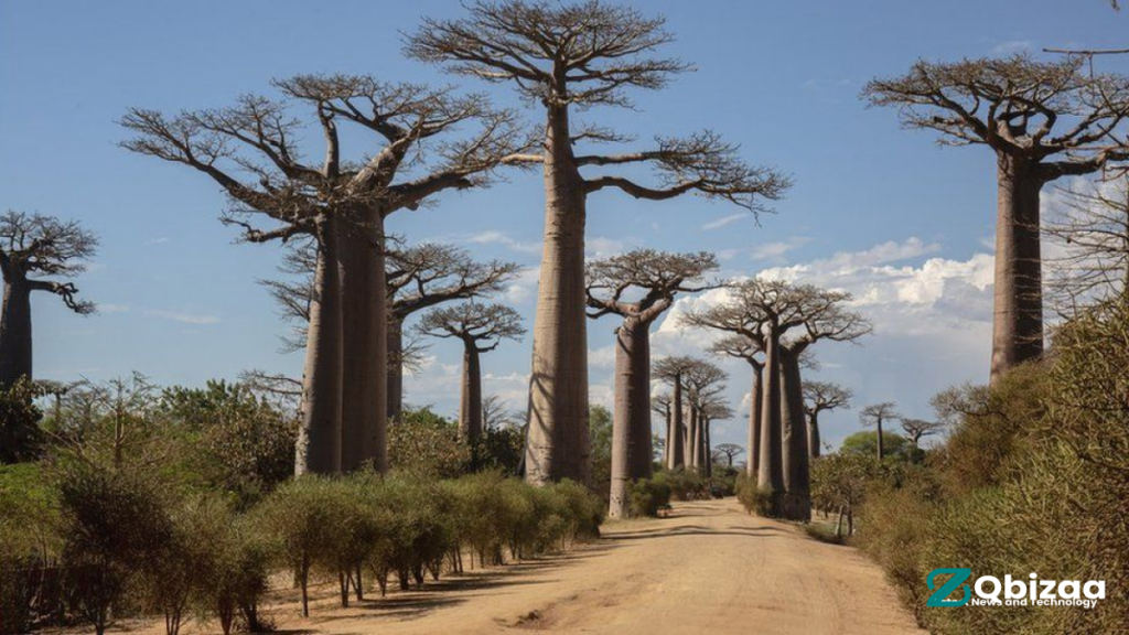 Unlocking Ancient Tree Mysteries: Scientists Solve the Puzzle of the "Tree of Life" on 2024 15 Frame 229