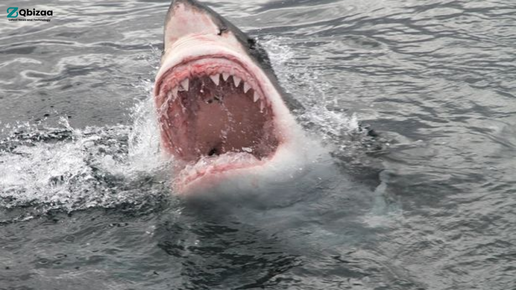 Tragic Incident : Australian Woman Swallowed Whole By Shark While Swimming with Friends 2 Australian Woman Swallowed