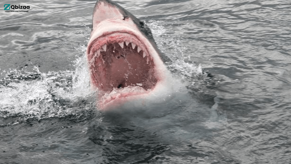 Tragic Incident : Australian Woman Swallowed Whole By Shark While Swimming with Friends 14 Australian Woman Swallowed